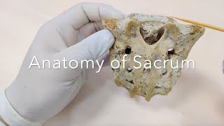 Sacrum II Anatomy [upl. by Cacilie998]