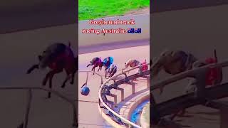 Greyhound track racing Australia 🇦🇺🇦🇺 [upl. by Vale]