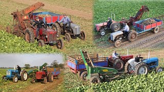 Vintage beet harvesters  Catchpole Standen Vicon  MF 35X Fordson IH B250 Ferguson TEF20 [upl. by Cerracchio341]