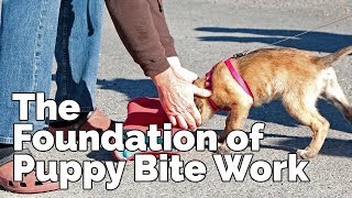 The Foundation of Puppy Bite Work I Lecture taken from DVD [upl. by Nauqit307]