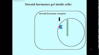 Transcription regulation steroids [upl. by Adnaloj]