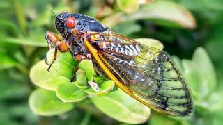 cicada singing sound effect  cicadas buzzing sound  cicadas sound effect [upl. by Siocnarf646]