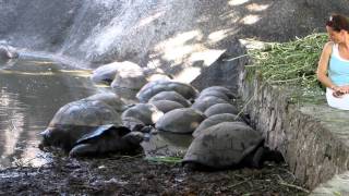 Seychellen  Schildpadden La Digue [upl. by Oilicec405]