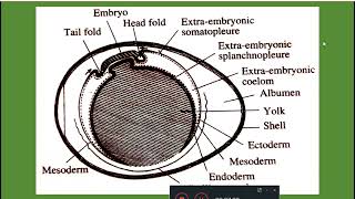 Development of amnion and chorion in chick Dr Seema Menon [upl. by Cowles]