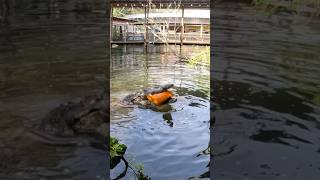 Did you know crocodilians have over 2000 PSI per bite shorts youtubeshorts pumpkin halloween [upl. by Sad746]