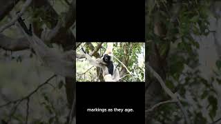 Fast FACTS About Colobus Monkey facts animalfacts nature animals [upl. by Ayomat772]