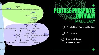 Pentose Phosphate PathwayMETABOLISM [upl. by Derdlim]