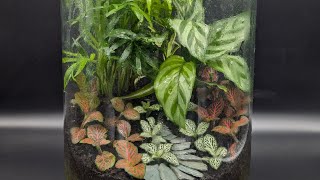 Relax with terrariums  part 1 [upl. by Brinn]