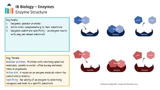 Enzymes IB Biology SLHL [upl. by Aivatnahs991]