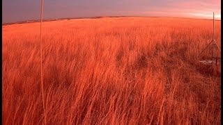 A Year in the Life of a Tallgrass Prairie [upl. by Anesusa]