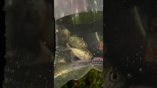 nutter fish babies for the aquaponics aquarium  music fish fishing [upl. by Arit]