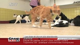 Les chats de plus en plus abandonnés [upl. by Adivad]