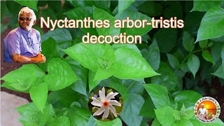 Nyctanthes arbortristis decoction  Parijatha decoction Night jasmine  Dr Khadar lifestyle [upl. by Ximenes]