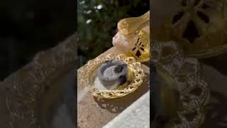 Natural Frankincense Boswellia Carterii Resin burning on Charcoal Incense Burner [upl. by Kloster]