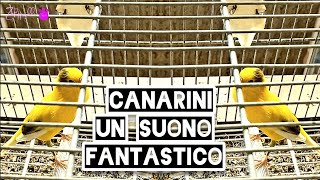 Canarini  È fantastico il suono [upl. by Offen]