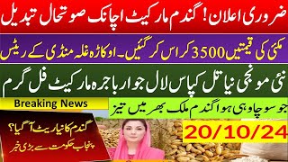 New Wheat Price In Punjab 2024 2024munji makki till sarso rates today Galla mandi rate today 2024 [upl. by Deys]