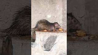 Brushtailed porcupine is eating porcupine animal [upl. by Ike]