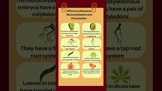 Difference Between Monocotyledon and DicotyledonMonocotyledondicotyledonshorts monocot dicot [upl. by Dan]