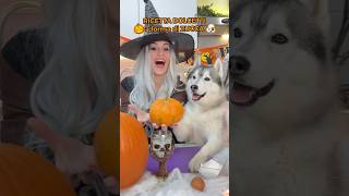 RICETTA dei DOLCETTI a forma di ZUCCA🎃😋🐶 ricetta cibo food halloween cane dog [upl. by Selie]