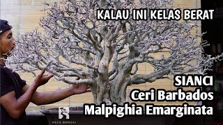 BONSAI SIANCI KELAS BERAT Ceri Barbados Malpighia Emarginata Mr Reza [upl. by Aphra]