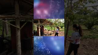 FRUITING BAGS  THE MUSHROOM CAFE MALAYBALAY BUKIDNON  TOUR IN THEIR MUSHROOM FARM [upl. by Critta]