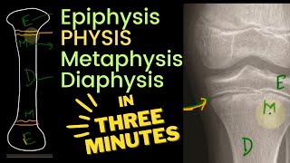 Physis Epiphysis Metaphysis and Diaphysis 🦴  in 3 MINUTES [upl. by Refotsirc381]