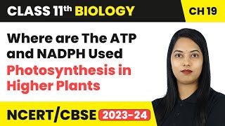 Where are The ATP and NADPH Used  Photosynthesis in Higher Plants  Class 11 Biology Ch 11  CBSE [upl. by Attenweiler570]