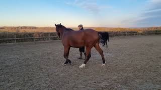 Introduction to foundational groundwork  one rein stops on the ground in a headcollar [upl. by Anhavas]