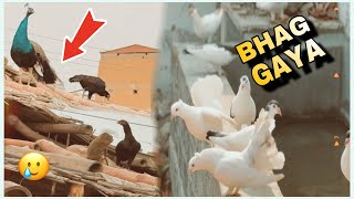 MOOR OR MURGI CHAT PA CHAR GAYI 🥲unfrezzmyaccount babyanimal babyanimal dailyvlogs chicken [upl. by Masterson]