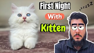 Tips for your Kitten’s first night at home  New kitten Settling tips [upl. by Corinna]