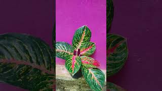 All indoor plants aglonimas calateas zz etcstarting 20whtsapp9633355401 for plantbdetails [upl. by Hgielhsa728]