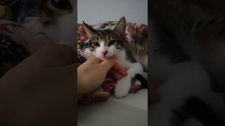 Cute kitten sleeping  pichu sleep cute catlover animals pets fypシ゚viral shortvideo funny [upl. by Acined]