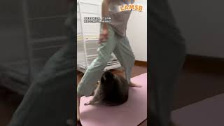 Boss đừng giảm cân nữa mà sen ơi shorts lamsb douyin haihuoc tiktok giaitri [upl. by Eastlake]