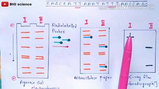 RFLP  Restriction fragment length polymorphism  Molecular markers  RFLP mapping  Bio science [upl. by Broek993]