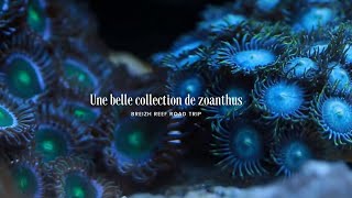 Une belle collection de zoanthusavi [upl. by Sivrat]