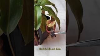 Feeding my Nepenthes a beautiful Moth 🦋 nepenthesplant pitcherplants carnivorousplants nepenthes [upl. by Ambrosane]