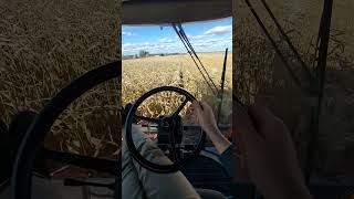 Fast Speed Combining 🌽 CASE IH 2388 POWER [upl. by Jovita]