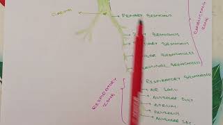 RESPIRATORY SYSTEM Lecture 4 TRACHEOBRONCHIAL TREE ITS PARTS [upl. by Nahn121]