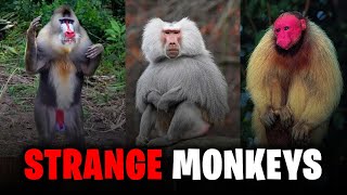 Mind Blowing Monkeys You Wont Believe Actually Exist 🤯 [upl. by Htidirem]