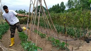 Cómo poner las cañas a las tomateras paso a paso guiado de los tomates [upl. by Htiaf]