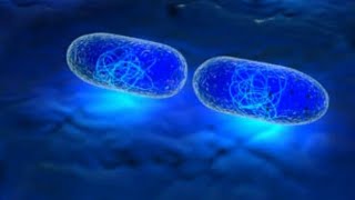 AIIMS AND NEET BIOLOGY ampCSIRNET LIFESCIENCES DNA REPLICATION IN PROKARYOTES [upl. by Tnilk]