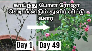 ரோஜா how to safe my dying rosekaynthu pona roja chedi thulir vittu valaraEasy Gardening Tamil [upl. by Palumbo913]