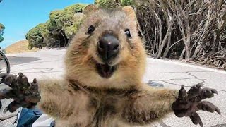 Cute and Funny Moments with 🥰 Quokka Compilation  10 Interesting Facts about Quokka [upl. by Akeme]