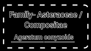 Family AsteraceaeCompositae  Ageratum conyzoids  General characterclassificationfloral diagram [upl. by Cathryn991]