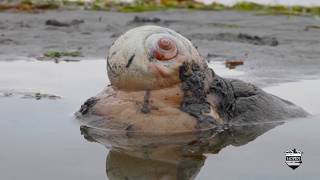 Moon Snail in Puget Sound Seattle and Egg Pod Unusual Sea Creature on Alki Beach Predatory Gastropod [upl. by Puttergill]