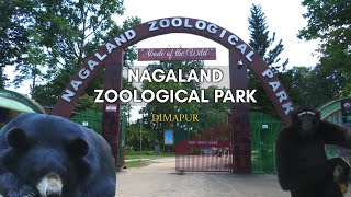 ZOOLOGICAL PARK  DIMAPUR NAGALAND ZOO ADVENTURE [upl. by Gaidano]