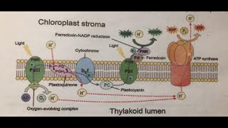 Chemiosmosis XI Biology National book foundation Federal board [upl. by Denton884]