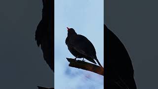 Blackbirds evening love song birds birdsoftiktok birdswatcher birdsphotography nature birdssin [upl. by Borlow]