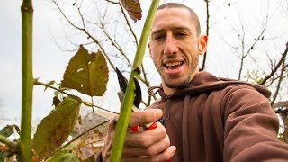 How To Prune BLACKBERRIES For Better Harvests [upl. by Crispa]