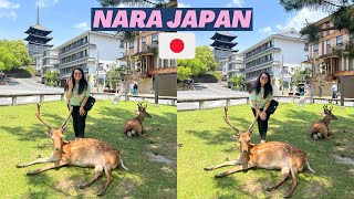 Japans Famous Deer 🦌 Top Things to do in Nara Day Trip from Osaka to Nara [upl. by Allerie]